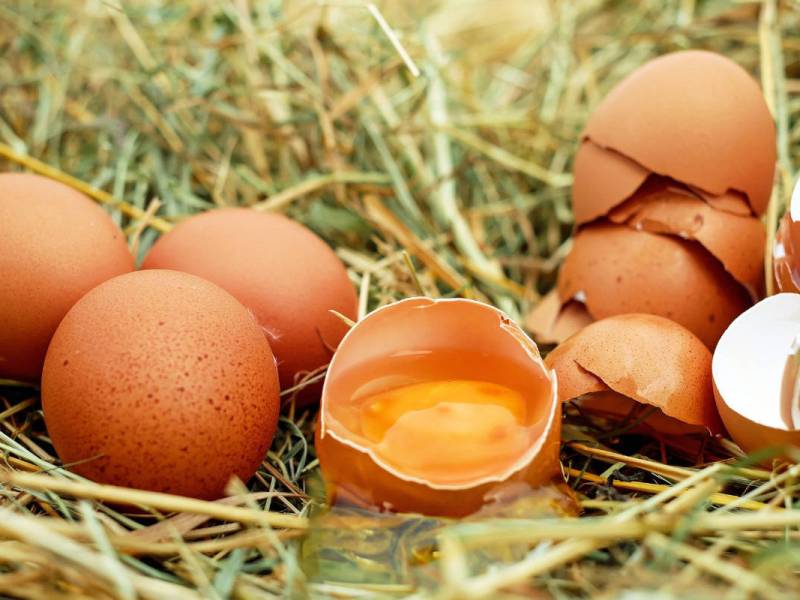 Pasture-Raised Egg Brands: Humane Eggs&nbsp;Directory