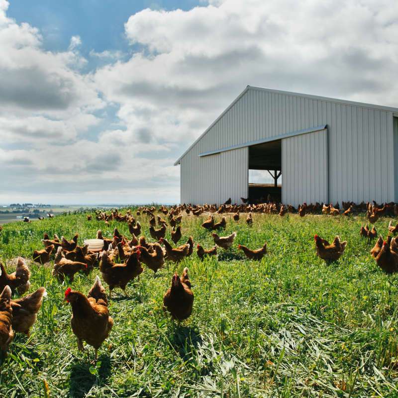 Pasture-Raised Egg Brands: Humane Eggs Directory&nbsp;(2023)
